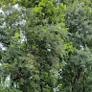 Meet your Posher, Parbati